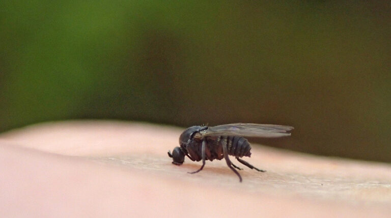 Будьте готовы к нападению мошек!