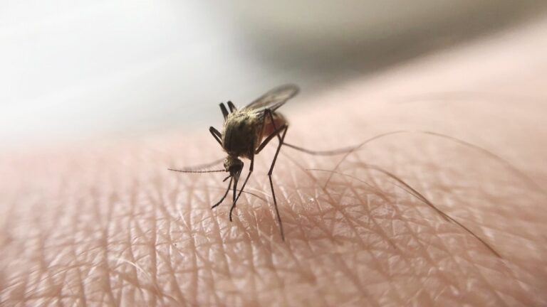 Гнус и меры борьбы с ним