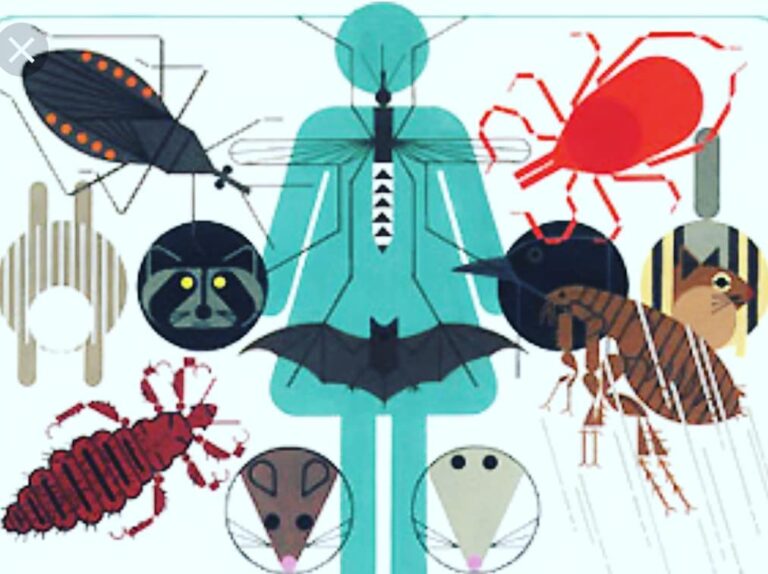 Зоонозные инфекции