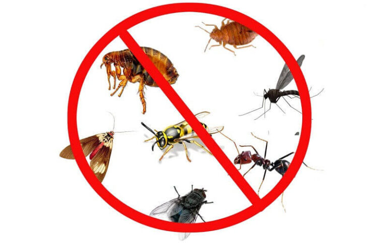 Кто живёт рядом с нами? Меры профилактики от жилищных паразитов