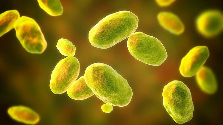 Иерсиниоз. Болезнь из холодильника