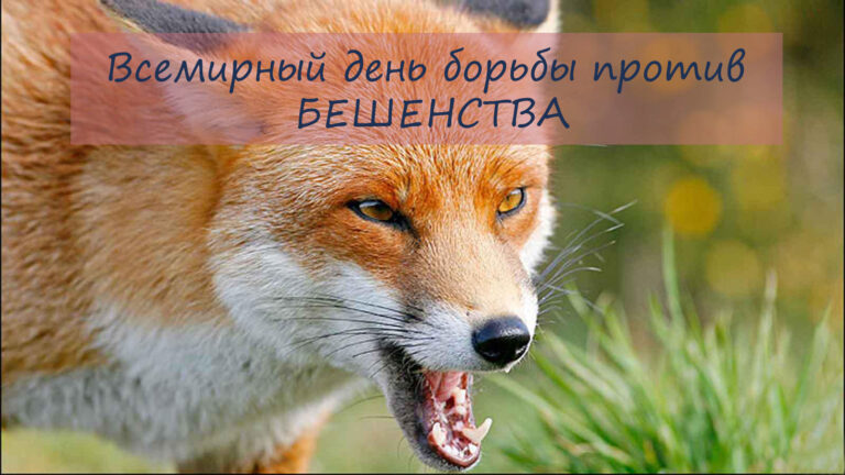 28 сентября – всемирный день борьбы против бешенства