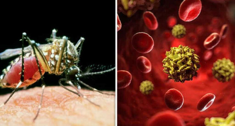 ПЕРЕЧЕНЬ  стран, требующих наличия международного свидетельства о профилактической прививке против желтой лихорадки